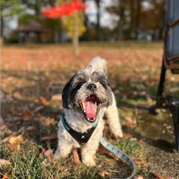 Live Show Notification - Or just stop by for some shares & hot cocoa ☕️ - Picture 6 of 15